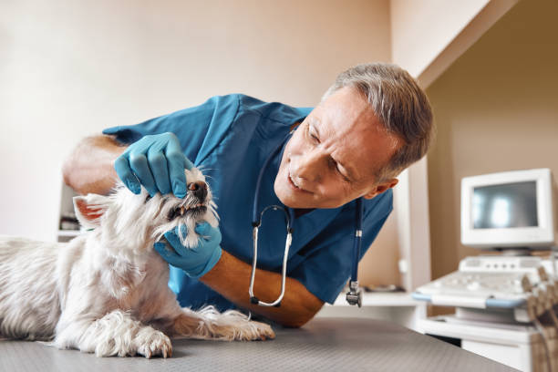 Best Holiday Emergency Dentist in Palmer Ranch, FL